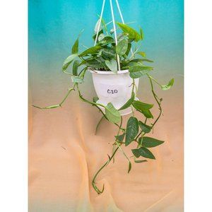 Cebu Blue Pothos 4.5" US Seller Potted RARE